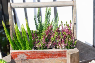 Blossom Heather Calluna kırmızı pembe, dalları ve tomurcukları, eski bir ahşap kutu içinde. Sonbahar funda çiçek Rustik çiçek buketi