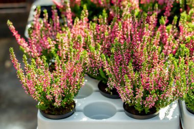 Blooming Heather Calluna bir çiçekçi de saksı. Funda lık çalı çiçeği kırmızı çiçekler