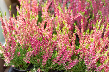 Blossom Heather Calluna yatay arka plan, kırmızı pembe taze heather çiçek