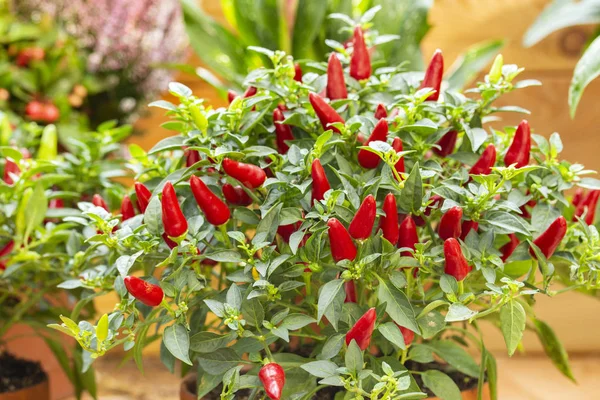 Fête de la récolte Oiseau biologique chili Capsicum frutescens dans une casserole en argile, beaucoup de petits piments rouges — Photo