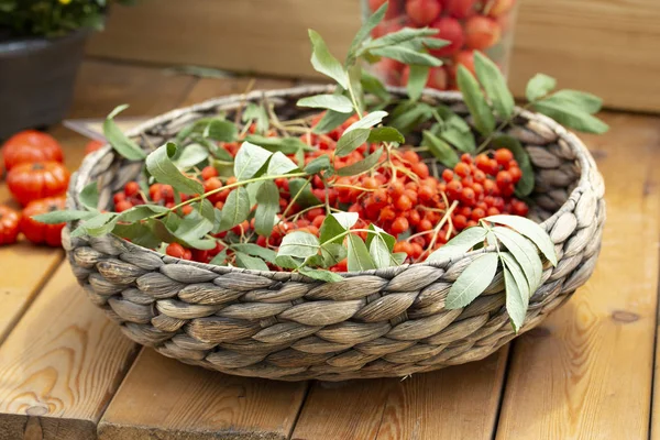 Wicker dish with ripe red rowan berries with leaves. Harvest Festival, rowan clusters