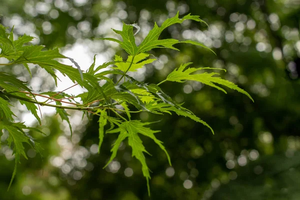 Młode srebrne klon liści naturalnego tła, Acer saccharum. Liściaste gałęzi drzewa liściastego — Zdjęcie stockowe