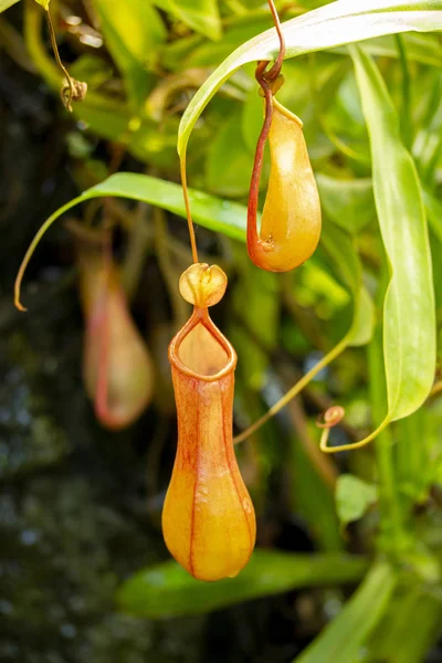 Predatory carnivorous plant Monkey cups Nepenthes, a beautiful red green pitcher jug of nepenthes against foliage. Exotic tropical asian plant insectivore — ストック写真