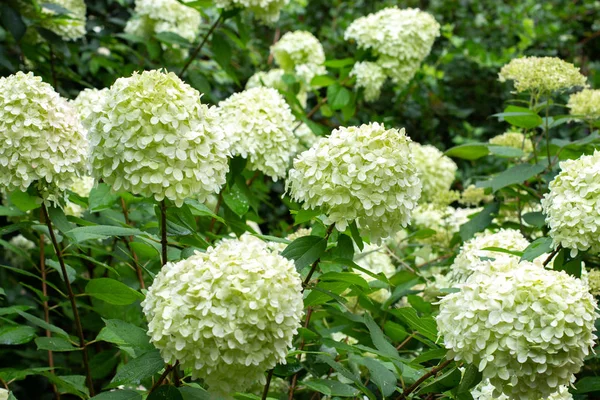 Tampas brancas arbustos hortênsia florescendo, verde branco — Fotografia de Stock