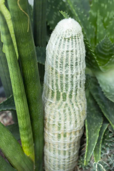 Espostoa Digitalislanata Cactaceae tropiska kaktus med fluffiga nålar omgivna av suckulenter — Stockfoto