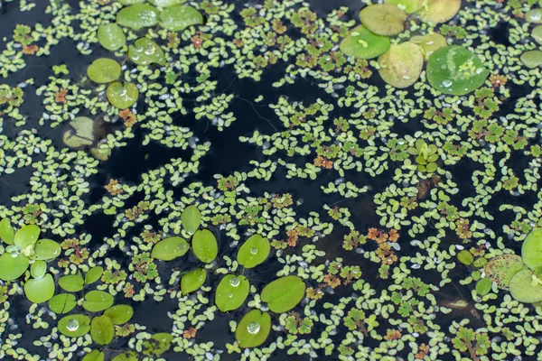 Water surface painting, water plants pond lake, plants algae food for fish