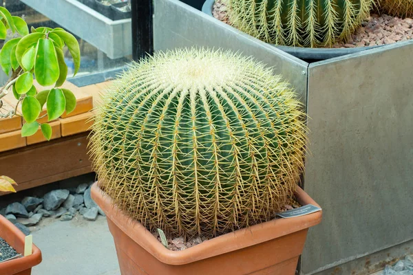 Büyük kaktüs Echinocactus grusonii, sarı sert iğneler. Meksika sulu Altın Varil Kaktüs, Altın Top, Kaynana Minderi olarak bilinen — Stok fotoğraf