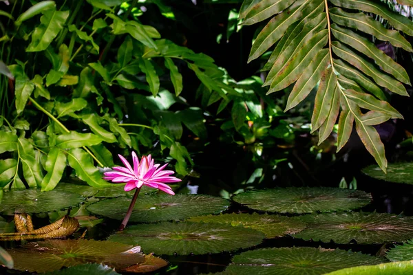 Blossom Nymphaea röd Lotus, blommande akvatiska blomma Lotus näckros i regnskogen — Stockfoto