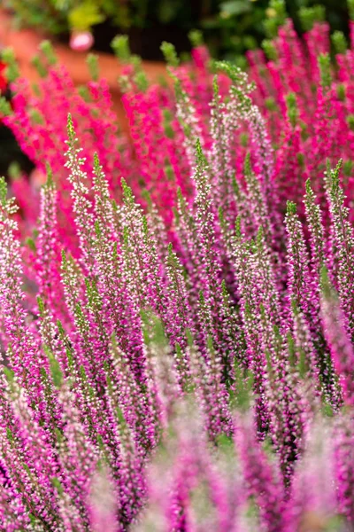 Heather Calluna flor rosa flores rojas verticales. Heather vulgaris Calluna vulgaris florecen en el jardín — Foto de Stock