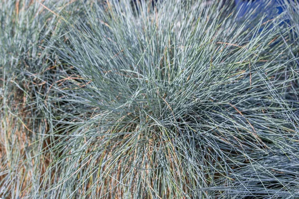 블루 페스쿠, 강렬한 블루 초본 식물. 정원을 장식하는 장식 잔디. — 스톡 사진