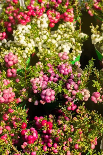 Gaultheria mucronata maturò frutti autunnali. Bacche bianco rosa Pernettya sfondo verticale — Foto Stock