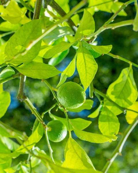 Leuchtend grüne Früchte eines Zitronenbaums zwischen den Blättern, frische natürliche Zitrone, die in der Natur an einem Zweig hängt — Stockfoto