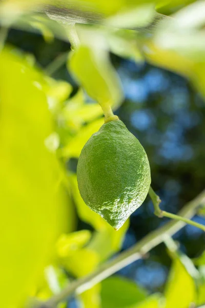 Grön frukt av en citronträd i naturen, höst skörd — Stockfoto