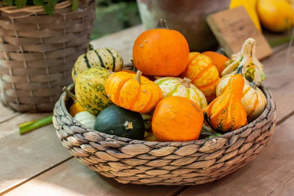 Diferentes variedades de calabazas artificiales decorativas en un recipiente de mimbre en el mostrador de un agricultor de madera. Fiesta de la vendimia de verduras, Halloween de otoño — Foto de Stock