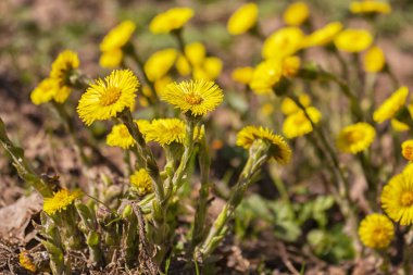 coltsfoot foalfoot seçici odak yakın çekim, sarı coltsfoot baş renkleri yatay fotoğraf