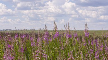 blossom meadow Willow-herb in nature field horizon sky clipart