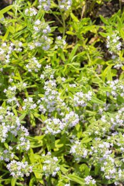 Çiçekli yabani kekik, üst görünümü. Küçük mavi çiçekler. Tıbbi yenilebilir aromatik bitki baharatı
