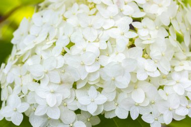 Blooming ortanca, arka plan duvar kağıdı afiş yakın çekim. Küçük beyaz çiçekler, yemyeşil ortanca çiçekleri. Bahçe dekoratif çiçek