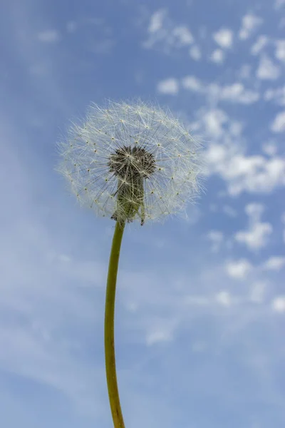 Fluffiga maskros frön mot den blå himlen. Luft maskros, vilda blommor mogna frön — Stockfoto