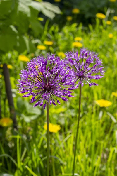 Wild onion blooms in mauve lilac purple flowers, blooming onions on a background of green grass.