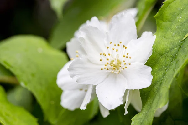 Cornouiller anglais en fleurs, belles fleurs blanches délicates, gros plan. Philadelphus coronarius macropétales et étamines — Photo