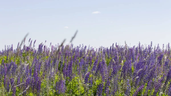 Muchas flores de altramuces el cielo despejado. Panorama paisaje fondo fondo de pantalla banner. Florecimiento prado azul lila flores altramuces — Foto de Stock