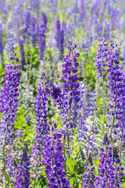 Blooming meadow blue lupins vertical. blue purple lupins, flowers on a summer meadow, wild flowers bloom, long stems with beautiful delicate petals