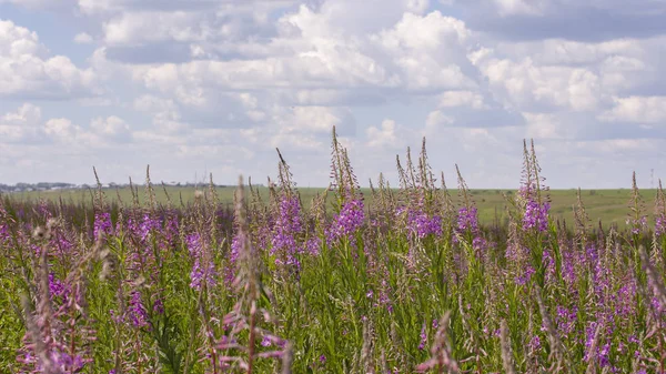 Flor pradera Sauce-hierba en la naturaleza campo horizonte cielo — Foto de Stock