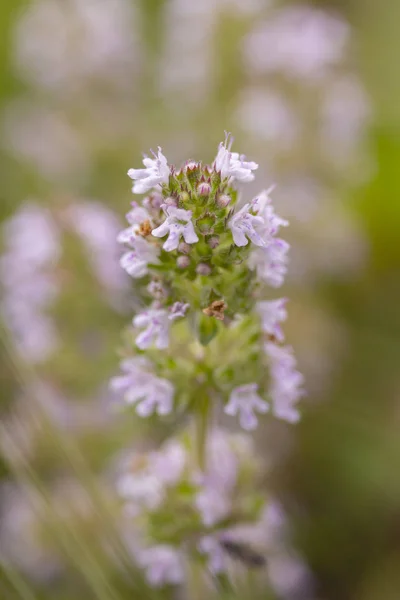 Tomilho selvagem, caule florescendo com pequenas flores roxas close-up. Thymus marschallianus na natureza, especiarias aromáticas — Fotografia de Stock