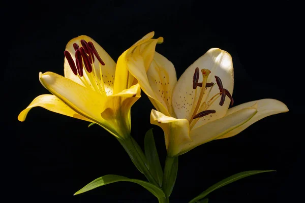 Два цветка жёлтой лилии на чёрном. Обои фон — стоковое фото