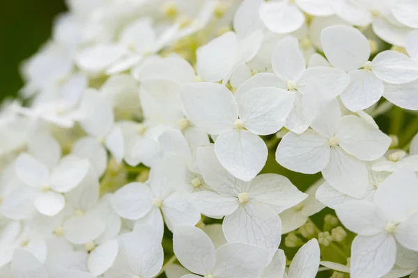 Flores pequenas florescendo hortênsia branca closeup, arbusto de flores do jardim. Flores brancas Hydrangea dogwood, fundo wallpaper banner — Fotografia de Stock