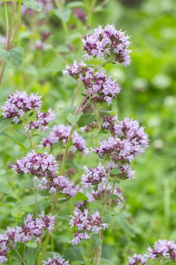 Bahçede açan kokulu kekik. Thymus serpyllum dalları, leylak küçük çiçekler Aromatik Tıbbi Baharat Bitki