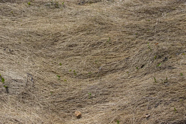 Geçen yıl kuru ot ilkbaharda yere yayılır. Sonbaharın başlarında, ölü otlar yerde sıkıca uzanır. Doku arka planı — Stok fotoğraf