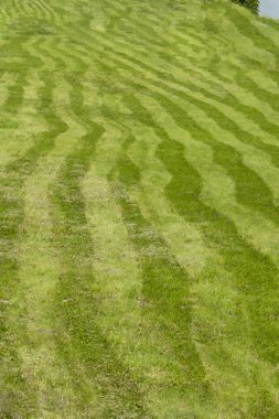 Çizgili alan, çim yeşil farklı tonları düzensiz şeritler tarafından biçilmiş. Biçilmiş çim alan çayır glade kavisli şeritler, arka plan