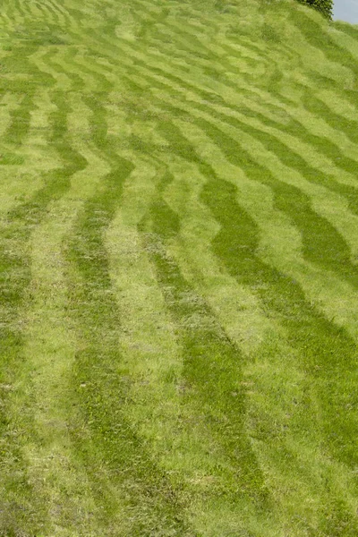 Çizgili alan, çim yeşil farklı tonları düzensiz şeritler tarafından biçilmiş. Biçilmiş çim alan çayır glade kavisli şeritler, arka plan — Stok fotoğraf