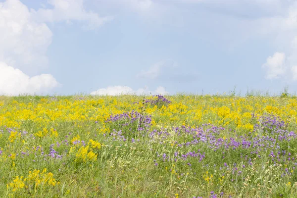 Verano soleado prado floreciendo flores silvestres amarillo verde púrpura lila. Paisaje idílico de naturaleza rural — Foto de Stock