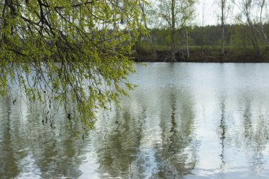 Bahar dökülmesi nehir yeşil su ve ağlayan söğüt