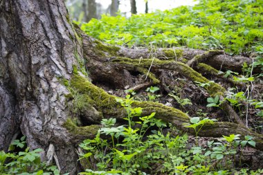 Bir ağacın uzun kırık kökleri yeşil yosun ile kaplı dışında sopa. Eski bir ağacın pitoresk kökleri