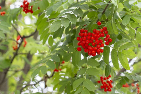Bacche di Rowan rosse su ramo in natura. Sfondo orizzontale — Foto Stock