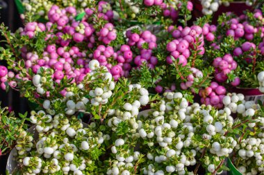 Pernettya dikenli berry meyve beyaz pembe mor. Hasat Gaultheria mucronata sonbahar, arka plan duvar kağıdı