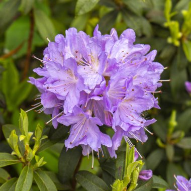 Rhododendron çiçeği yakın çekim. Leylak macenta yaprakları stamens pistils, leylak rodondendron sosyal çiçek, kare parlak