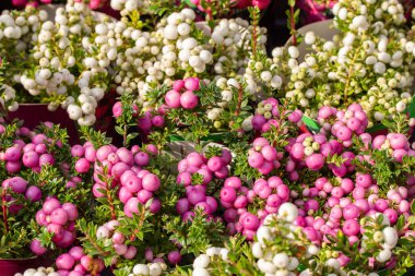 Pernettya dikenli sonbahar meyveleri. Olgun beyaz pembe Gaultheria mucronata çilek, yatay arka plan