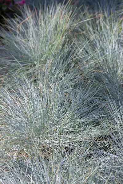 강렬한 블루 초본 식물 Poaceae 시리얼. 블루 그레이 페스큐, 수직 배경 — 스톡 사진