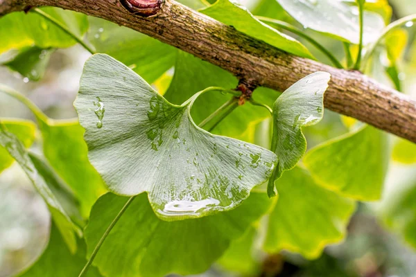 Folha de árvore de Ginko com gotas de chuva, fundo horizontal close-up. Ginko biloba para cerveja chá, medicina oriental — Fotografia de Stock