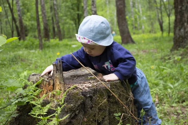 Baby meisje het verkennen van de stomp in het bos. Het kind in Panama raakt de stomp van een boom. Eerste stappen in het forest — Stockfoto