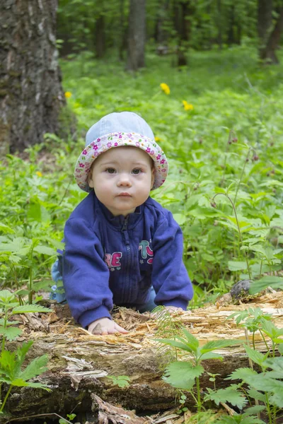 Симпатичная девочка 9 месяцев гуляет по лесу и изучает упавшее дерево. Девочка в синем свитере и панама рыщет в гниющем дереве, мягкий фокус детского портрета — стоковое фото