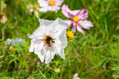 Büyük bir kozmos çiçek büyük bir çizgili bumblebee tarafından tozlanır. Parlak güneşli çiçek arka plan duvar kağıdı