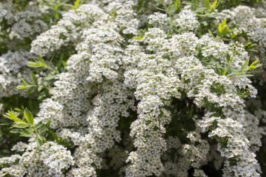 Spiraea cinerea Grefsheim Rosaceae ailesinin yaprak döken süs çalısı, küçük beyaz çiçekler bir sürü dalları, yakın-up doku çiçek arka plan.