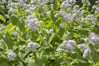 Aile Brassicaceae Blooming Lunaria rediviva tıbbi bitki. Uzun sapları üzerinde beyaz mor çiçekler. Moskova'da şifalı bitkilerin Bahçesi