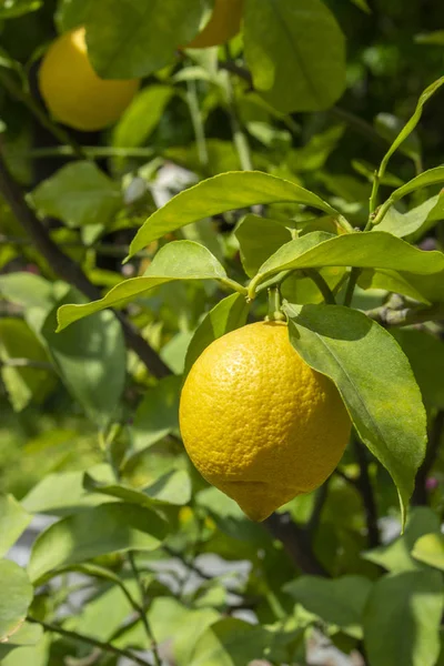 Skörd citroner, Mogen citron hängande på en gren med löv på en solig dag. Citrus citronträd med frukter och löv — Stockfoto